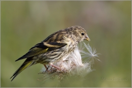 <p>ČÍŽEK LESNÍ (Carduelis spinus) /Eurasian siskin - Erlenzeisig/
</p>